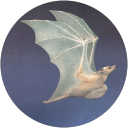 Adysen Whigham profile picture